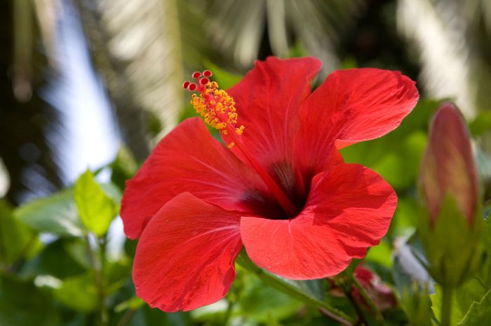 Flowers tropical hibiscus red flower plant rainforest redbubble top houseplants choose board