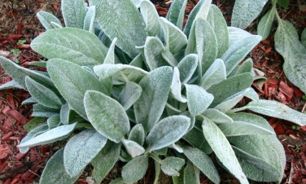 Lambs ear plant flowers