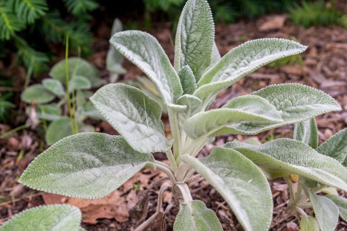 Lambs ear plant flowers