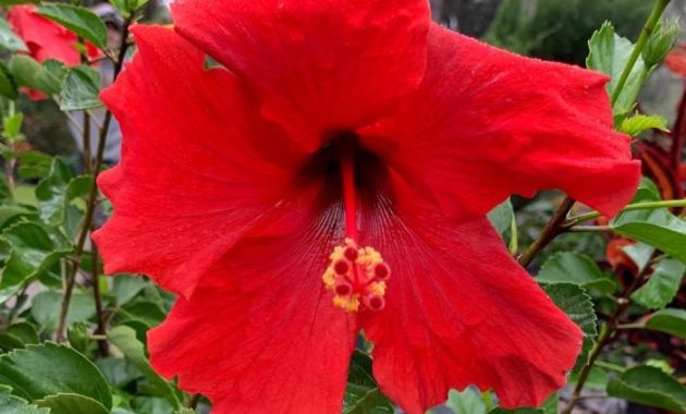 Large plant with red flowers